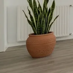 snake plant in pot