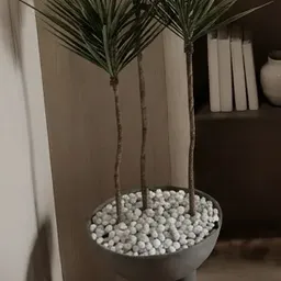 tall yucca plant